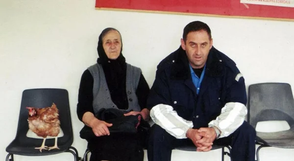 Pileći Izbori