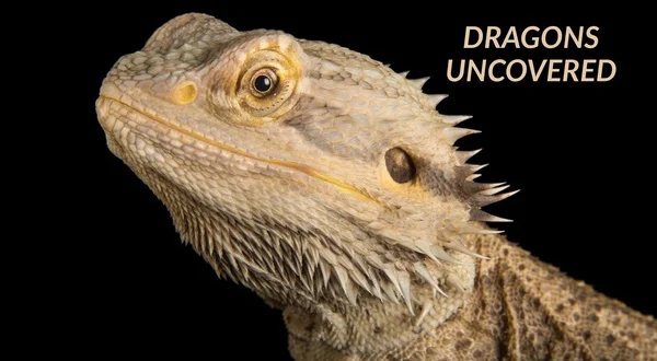 Dragons Uncovered
