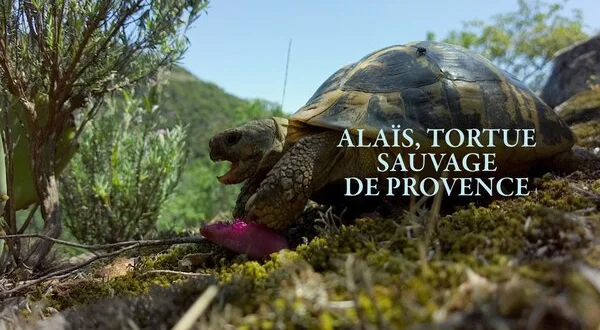 Alaïs, tortue sauvage de Provence