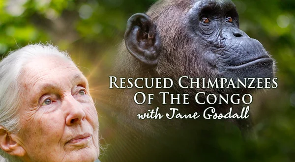 Rescued Chimpanzees of the Congo With Jane Goodall