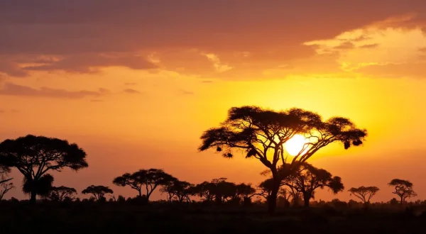 Africa's Savannah