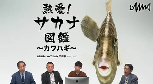 熱愛！サカナ図鑑 2 ～カワハギ～