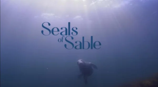 As Focas da Ilha Sable