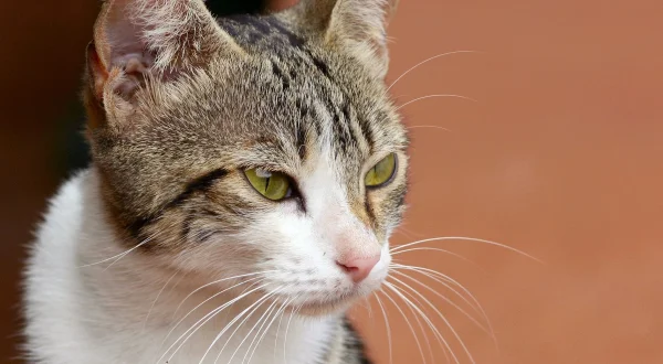 Der Katzenflüsterer
