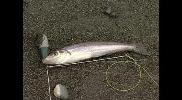 サーフフィッシング 投げで狙う！湘南から西湘のシロギス