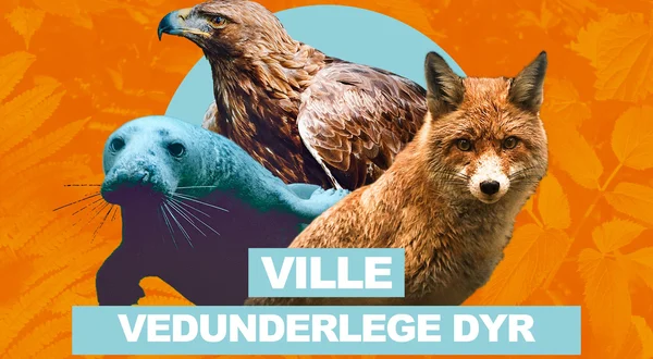 Ville vedunderlege dyr