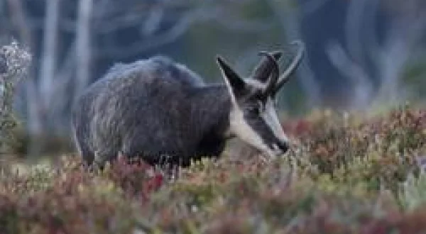 Le chasseur solitaire