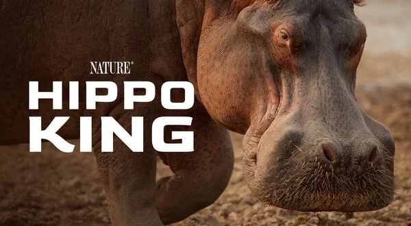 Hippo King