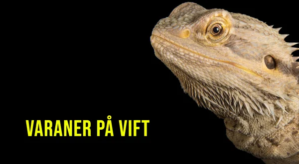 Varaner på vift
