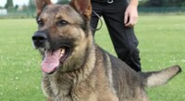 Send in the Dogs UK