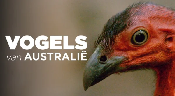 Vogels van Australië