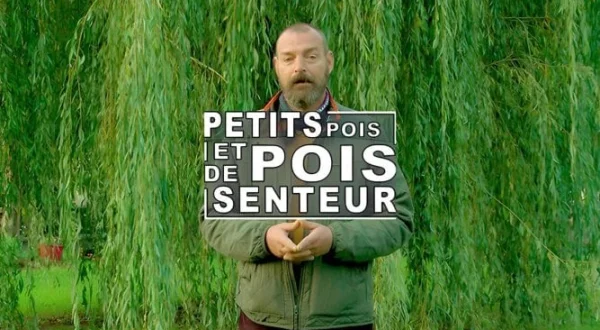 Petit pois et pois de senteur