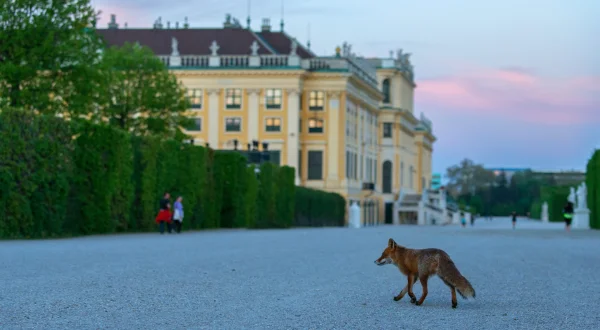 Αγρια Βιέννη | Wild Vienna