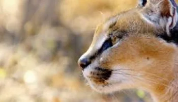 El año salvaje en África