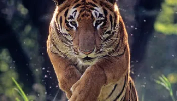 Extreme Animals