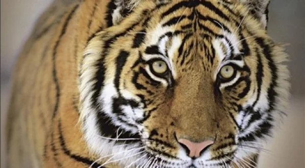 El tigre siberiano