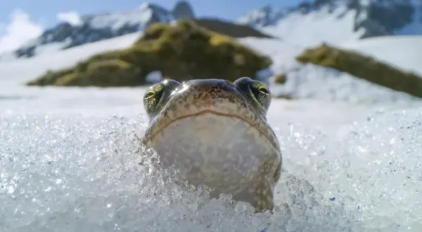 Planet Earth III: Le meraviglie della terra