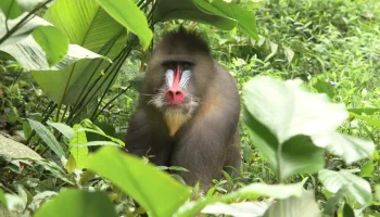 Darwin's Amazing Animals