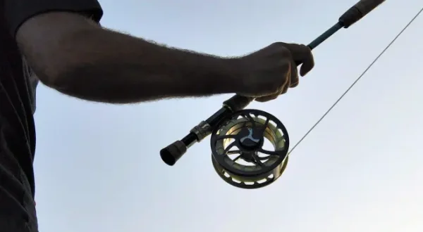 Le silure, géant d'eau douce, à la mouche
