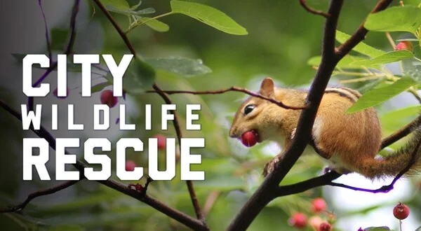 City Wildlife Rescue