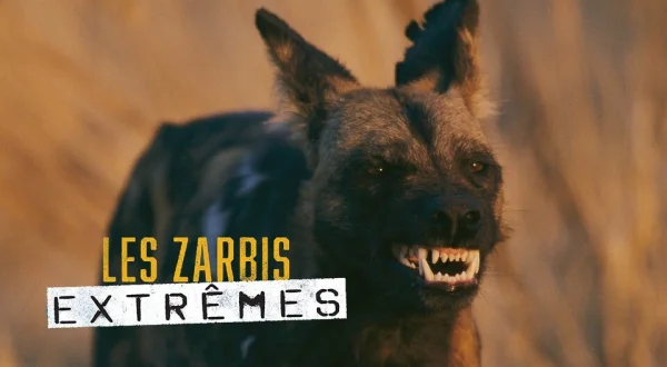 Les zarbis