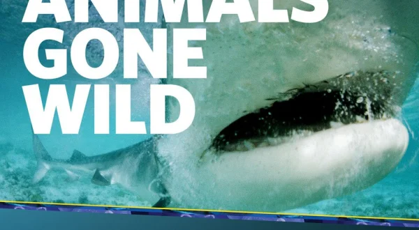 Animals Gone Wild