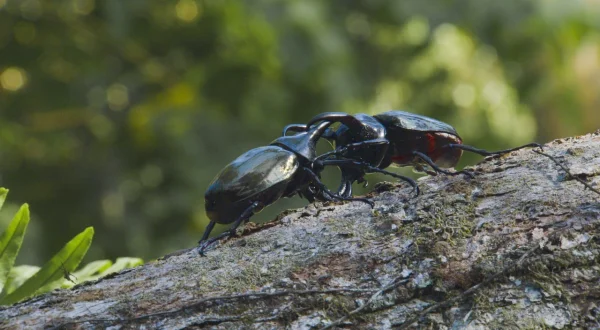 Tierische Überflieger
