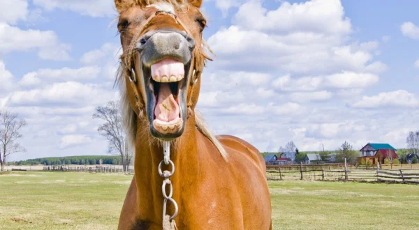 Funny Animals – Die Clipshow