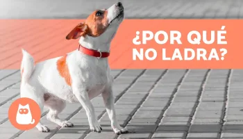 ¿Cómo se comunica?