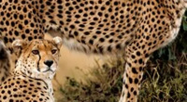 Ol Pejeta Diaries