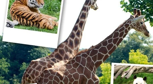 Beauval, au plus près des animaux