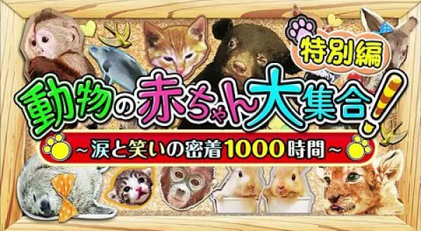 動物の赤ちゃん大集合！傑作選