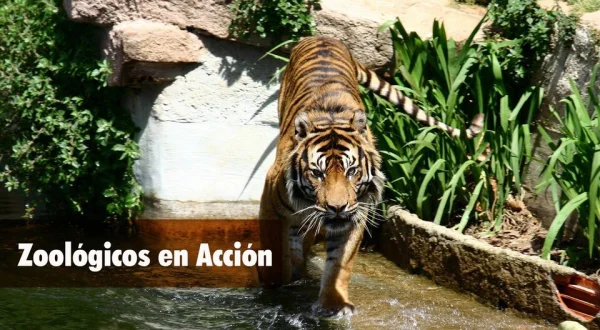 Zoológicos en Acción
