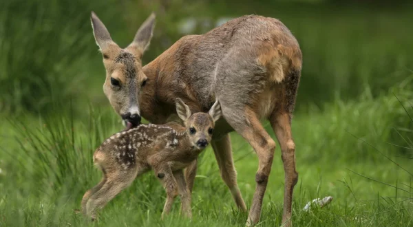 Nature's Nurseries - The Next Wild Generation
