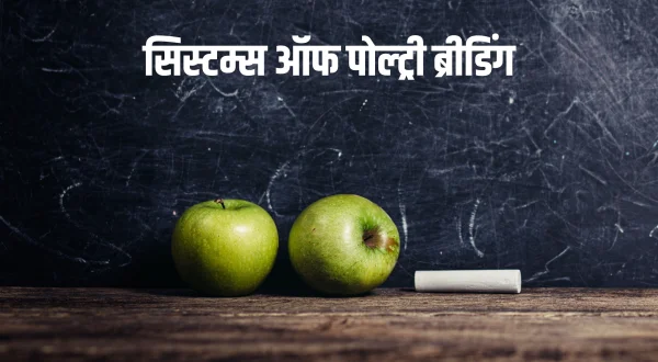 सिस्टम्स ऑफ पोल्ट्री ब्रीडिंग