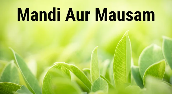 Mandi Aur Mausam