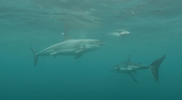 Jaws vs. Leviathan – Kampf der Meerestitanen