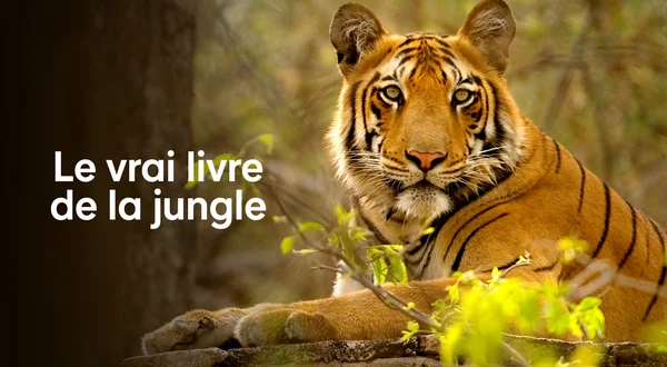 Le vrai livre de la jungle