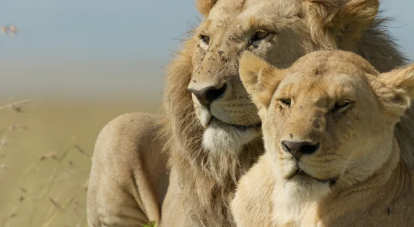 Lion