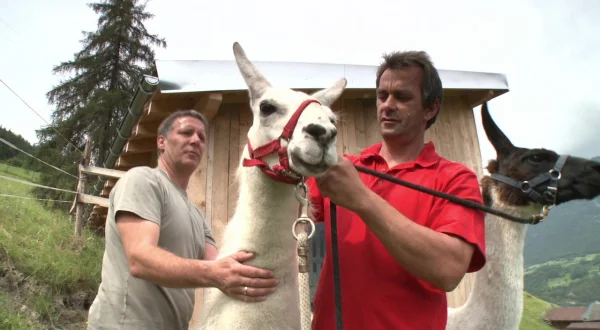 Über alle Berge – Mit Lamas über die Alpen