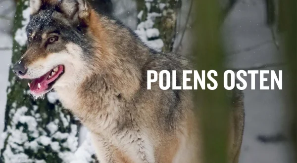 Polens vilde østen