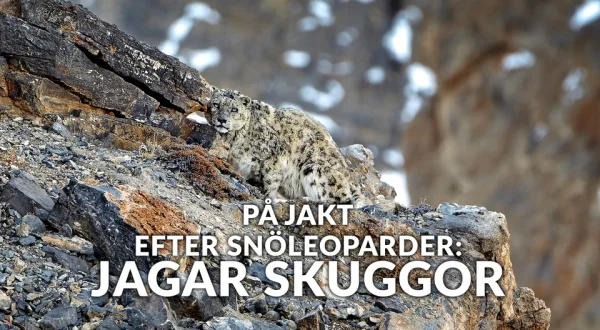 På jakt efter snöleoparder: Jagar skuggor