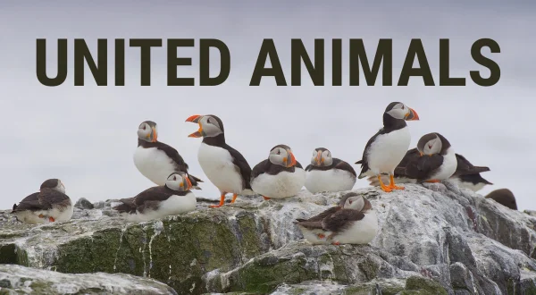United Animals