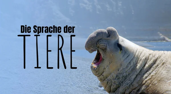 Die Sprache der Tiere