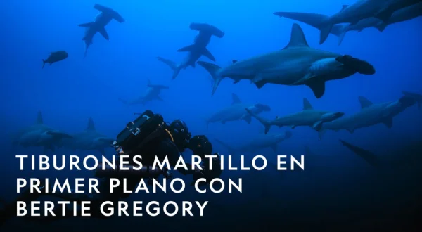 Tiburones martillo en primer plano con Bertie Gregory