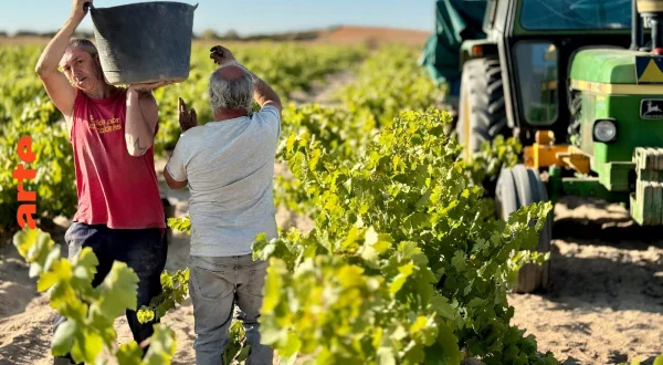 Will Non-alcoholic Wine Save the Winemakers?