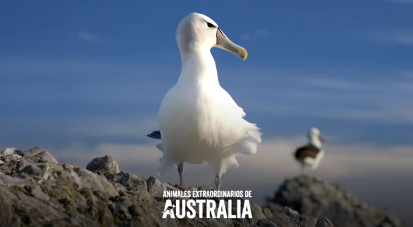 Animales extraordinarios de Australia