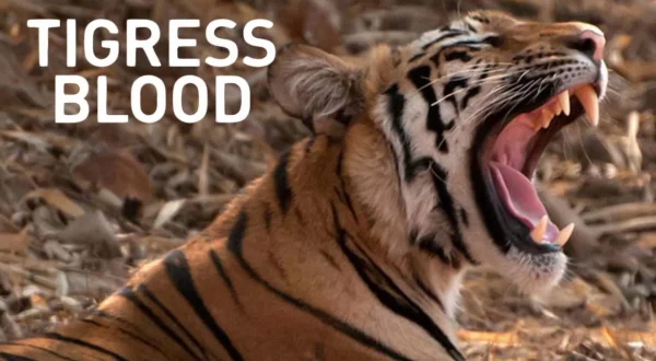 Tigress Blood