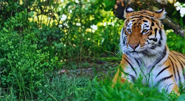 Amurtiger