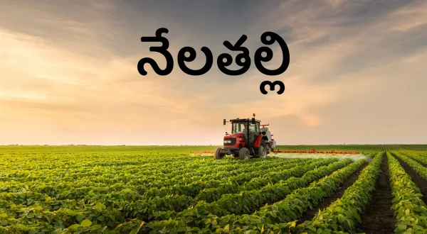నేలతల్లి
